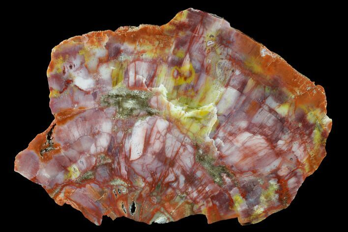 Polished Petrified Wood (Araucarioxylon) Slab - Arizona #143844